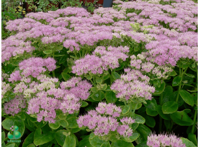 Sedum spectabile   'Meteor'